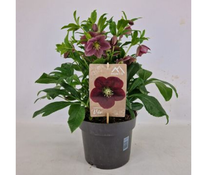 HELLEBORE ORIENTALIS