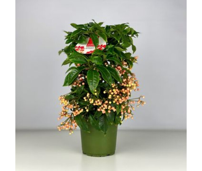 ARDISIA CRENATA SAUMON