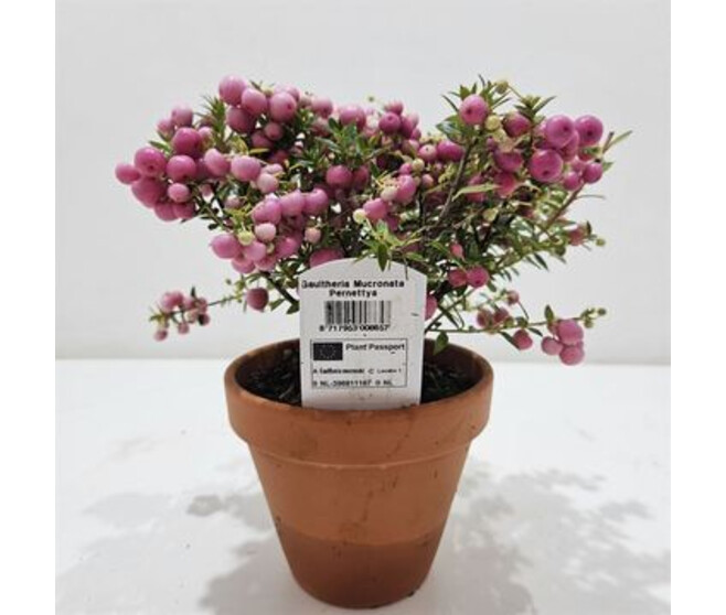 GAULTHERIA PERNETTYA ROSE P TERRE