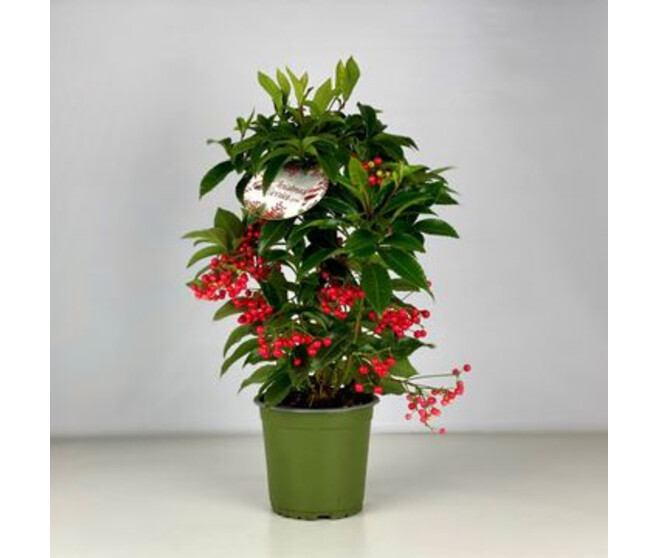 ARDISIA CRENATA