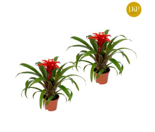 GUZMANIA CONFETTI ROUGE