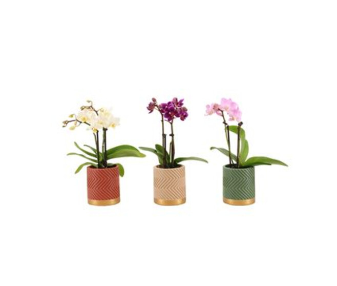 PHALAENOPSIS 2BR VARIE CERAM