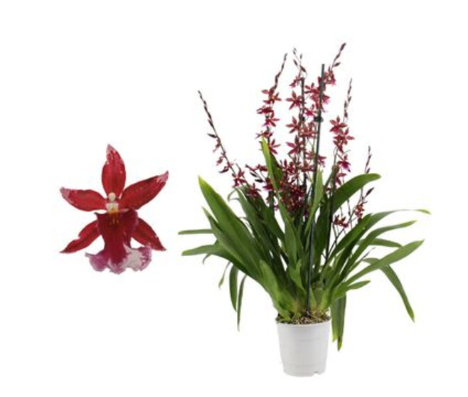 ORCHIDEE BURRAGEARA 5BR BARROCCO RED