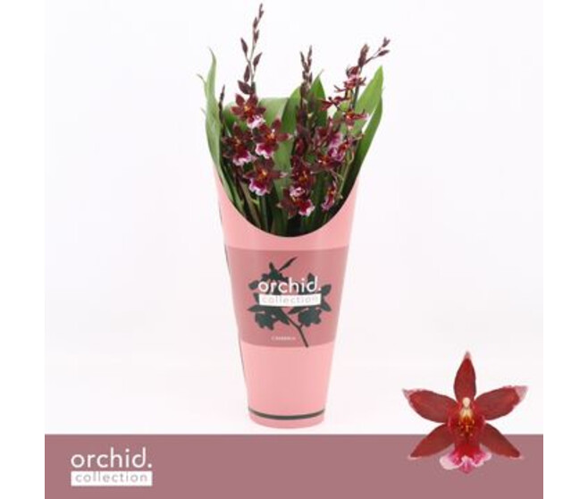 ORCHIDEE BURRAGEARA 5BR BARROCCO RED