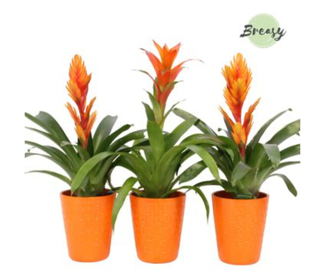 BROMELIACEE ORANGE CERAM