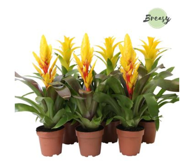 BROMELIACEE VARIES