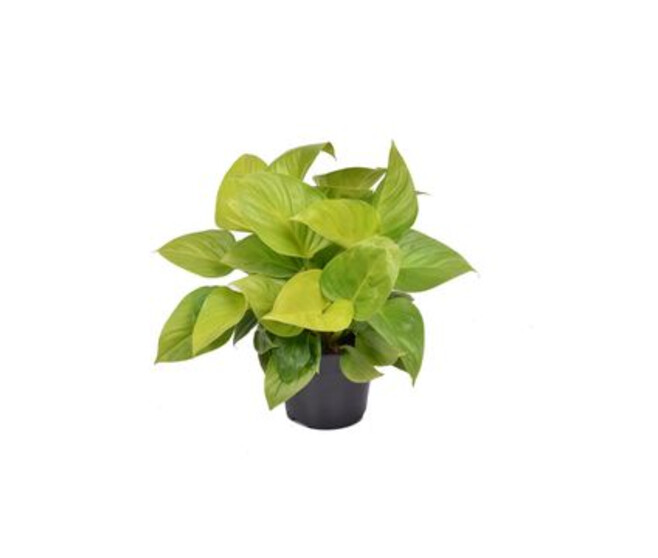 HOMALOMENA LEMON LIME