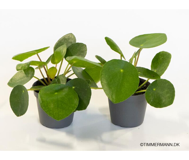 PILEA PEPEROMIOIDES