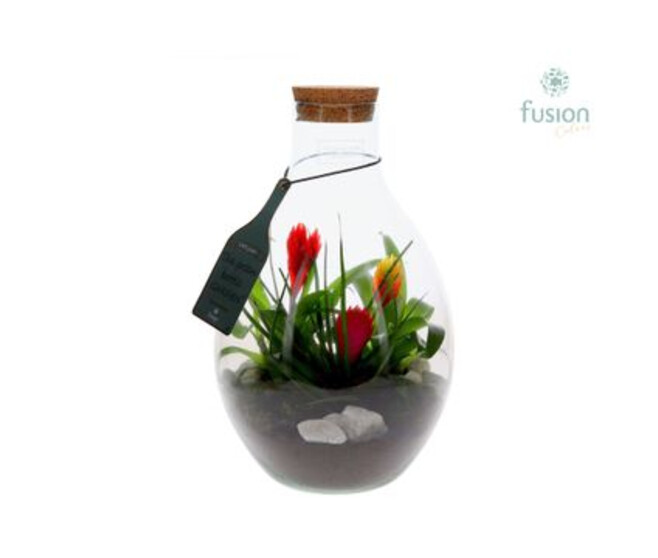 COMPO BROMELIACE VARIE VERRE