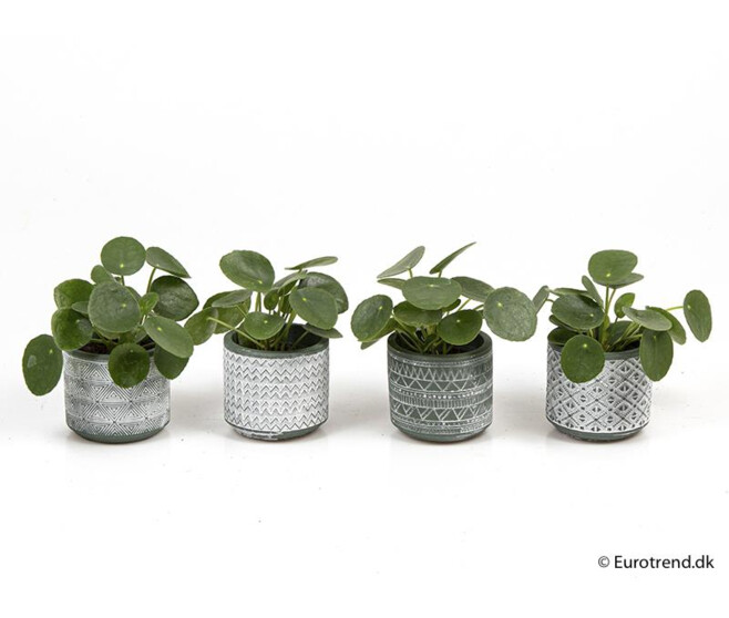 PILEA PEPEROMOIDES CERAM