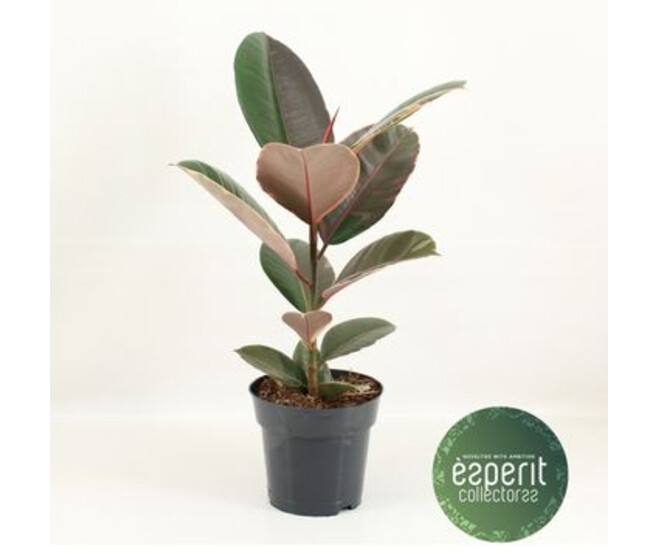 FICUS PINK CAMOUFLAGE