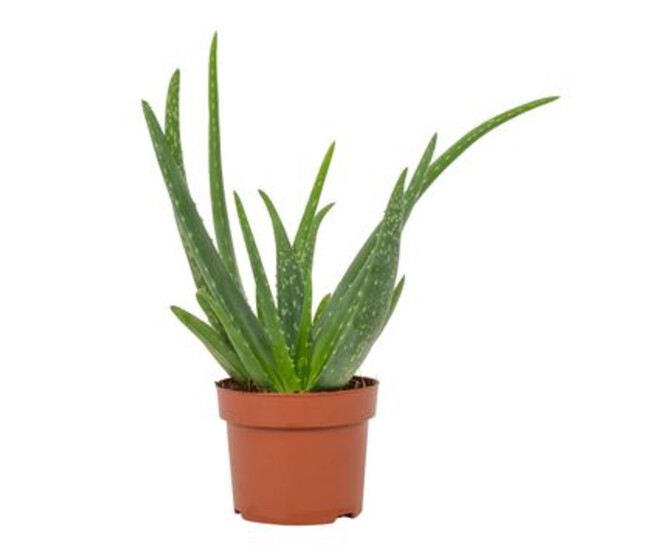 ALOE VERA