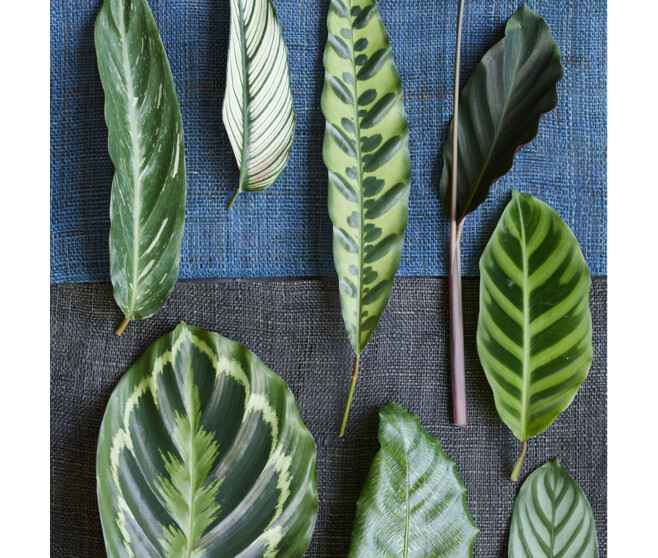 CALATHEA AMAGRIS