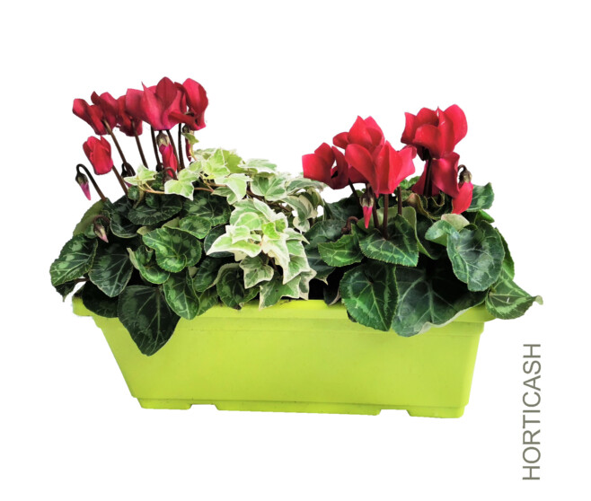 CYCLAMEN MINI FEUILLAGE JARD