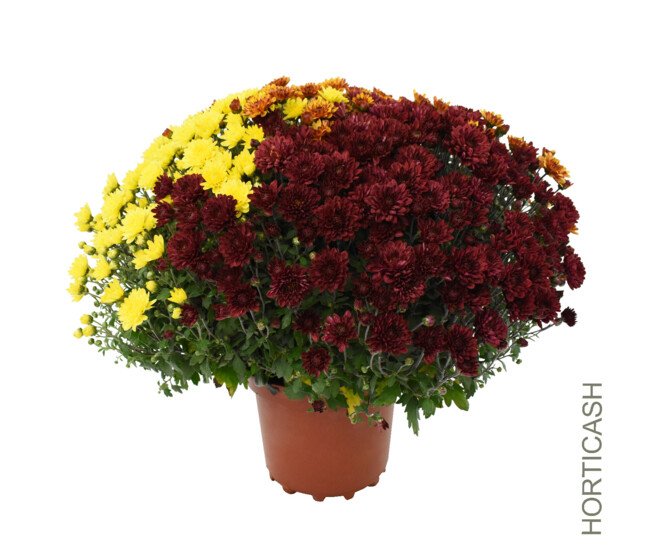 CHRYSANTHEME MULTI 45/50 3COULEURS