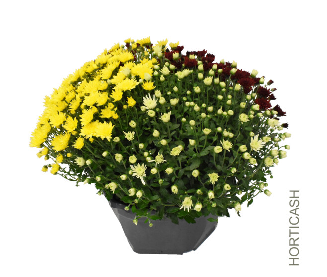 CHRYSANTHEME MULTI 3COULEURS COUPE