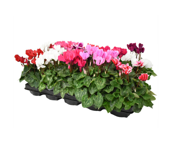 CYCLAMEN MINI &