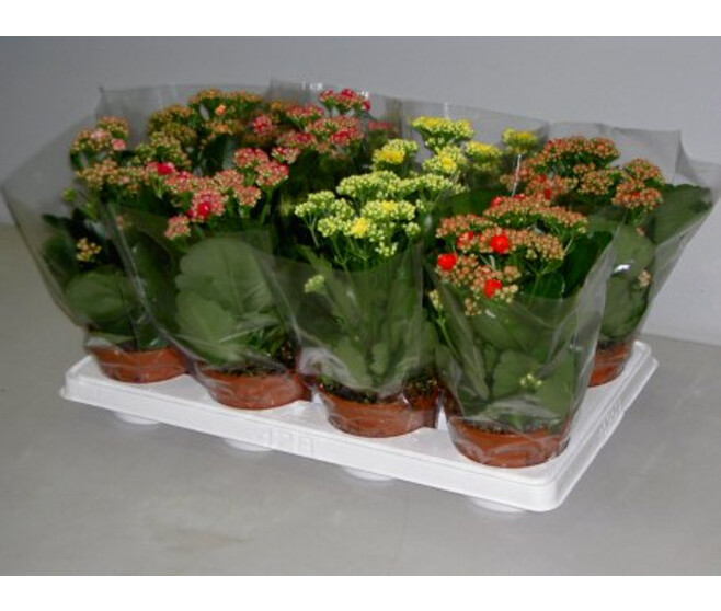 KALANCHOE FL DBLE