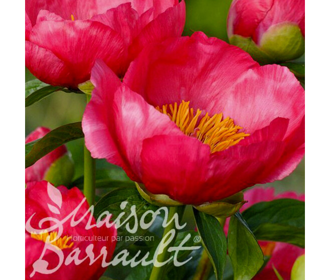 PAEONIA FLAME - Horticash - ref 630290