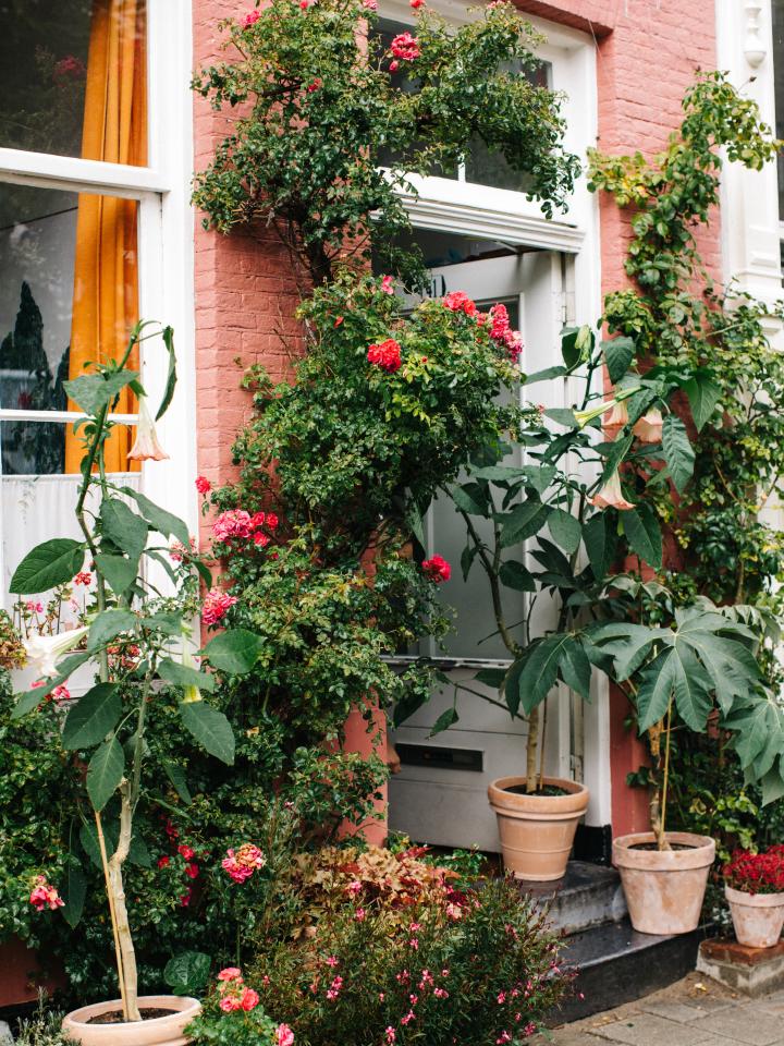 mélange de plantes extérieur sur le seuil de votre porte