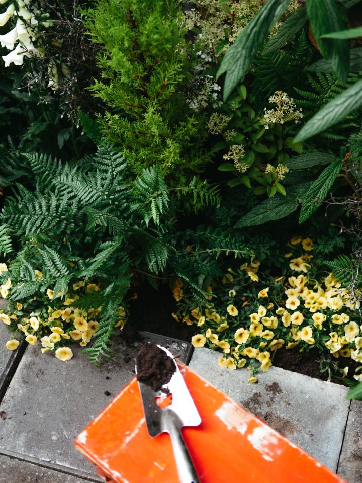 mélange de plantes extérieur dans un jardin 